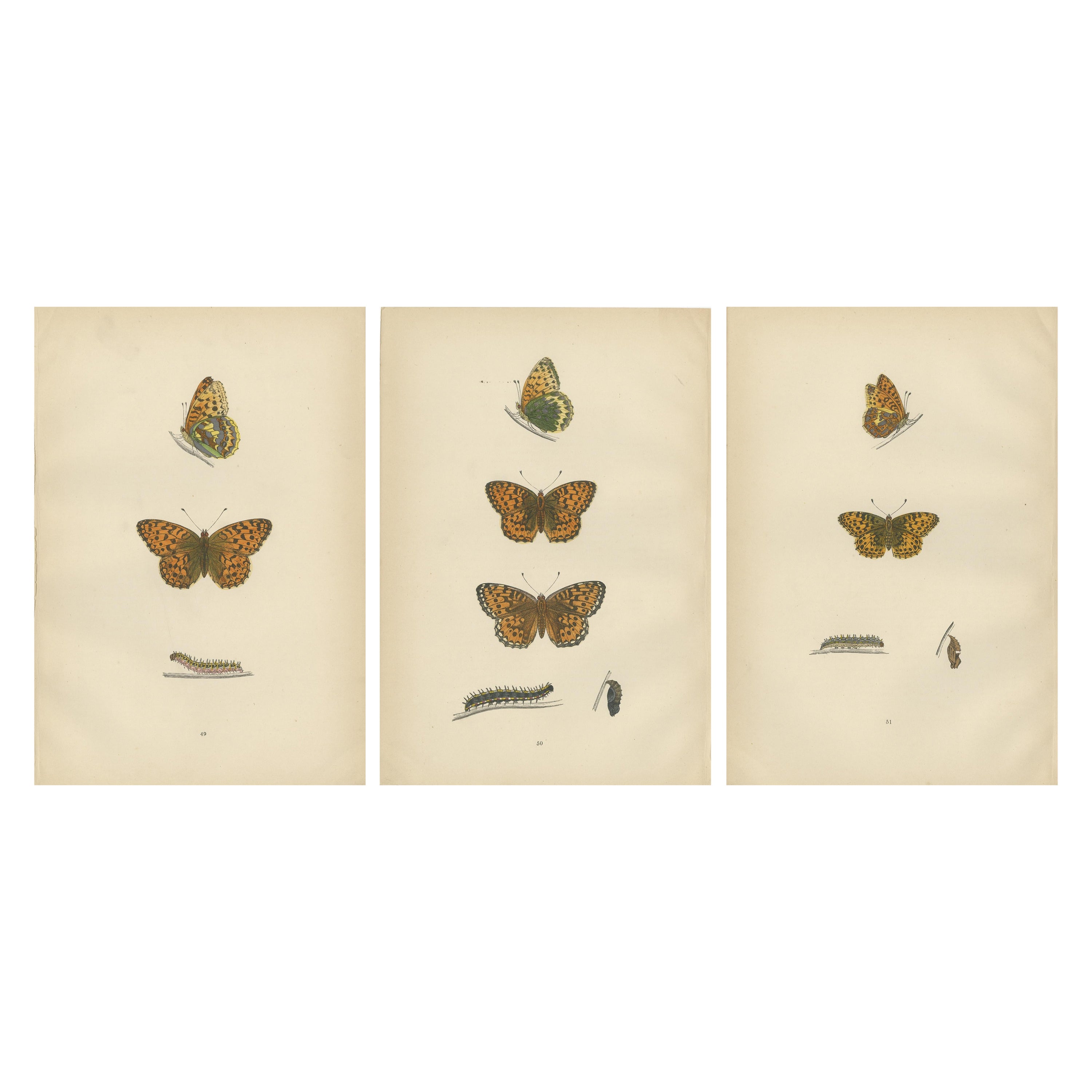 Fluttering Jewels of the Meadow: Morris's 1890 Masterpieces of Fritillaries For Sale