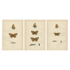 Antique Fluttering Jewels of the Meadow: Morris's 1890 Masterpieces of Fritillaries