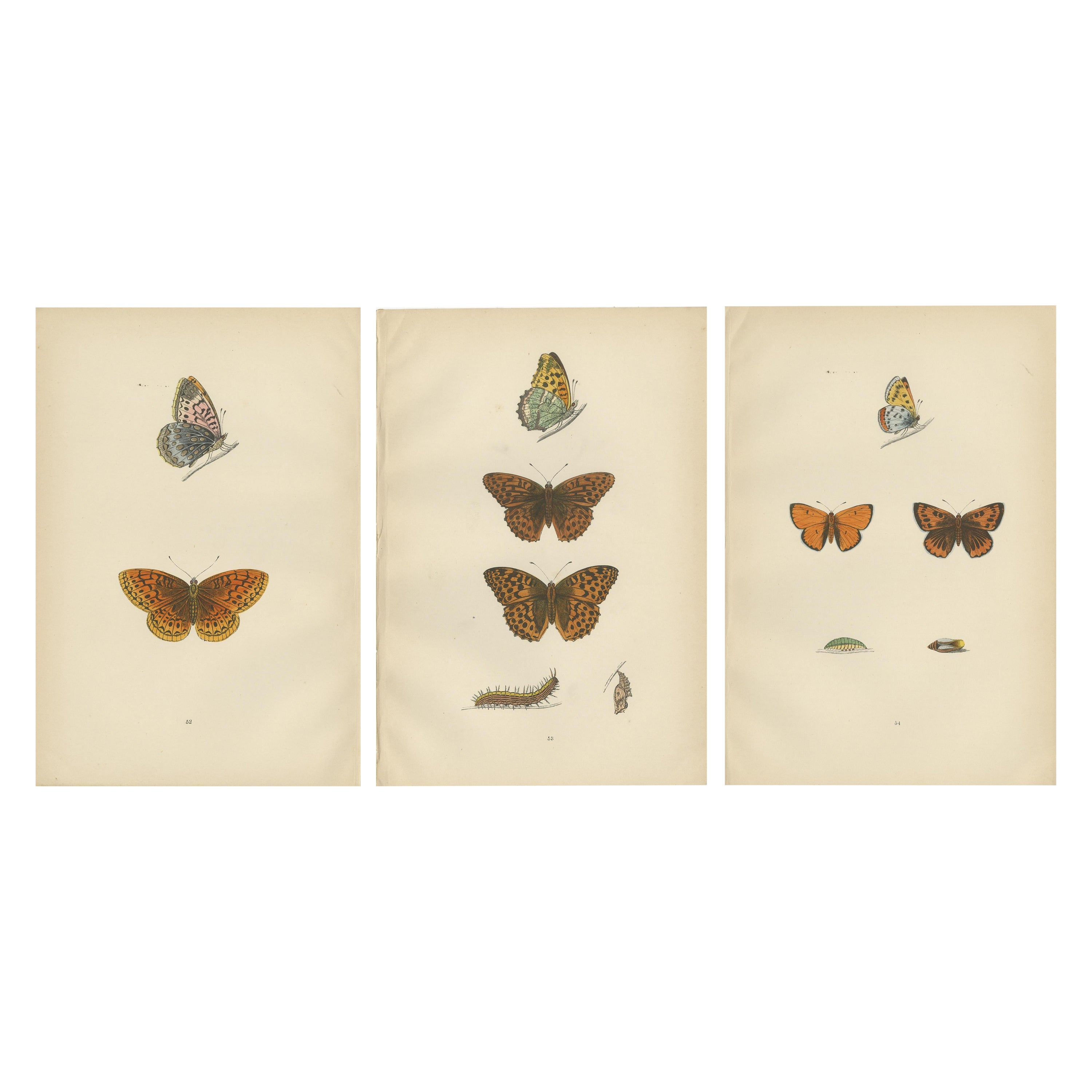 Vintage Wings: The Fritillary and Copper of Morris's 1890 Enchantment For Sale