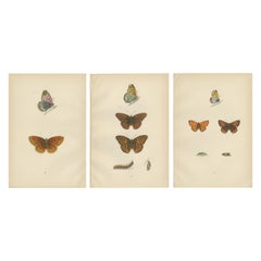 Vintage Flügel: Das Fritillary und das Kupfer von Morris' Enchantment aus dem Jahr 1890