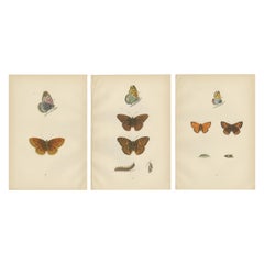 Alas Vintage: El Fritillary y el Cobre del Encanto de Morris de 1890
