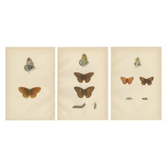 Ailes d'époque : The Fritillary and Copper of Morris's 1890 Enchantment (Le Fritillaire et le cuivre de l'enchantement de Morris en 1890)