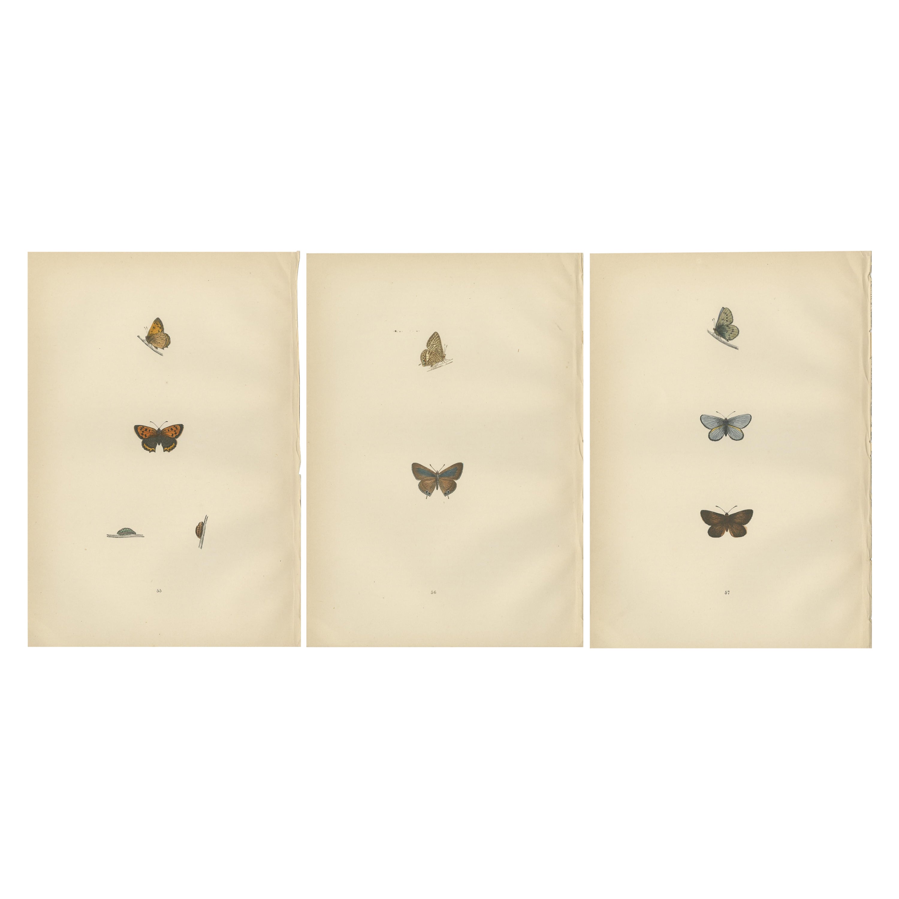 Chromatic Splendor: The Copper, Argus, and Blue of Morris's 1890 Lepidoptera For Sale