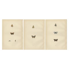 Chromatischer Glanz: Das Kupfer, der Argus und das Blau von Morris' Lepidoptera aus dem Jahr 1890