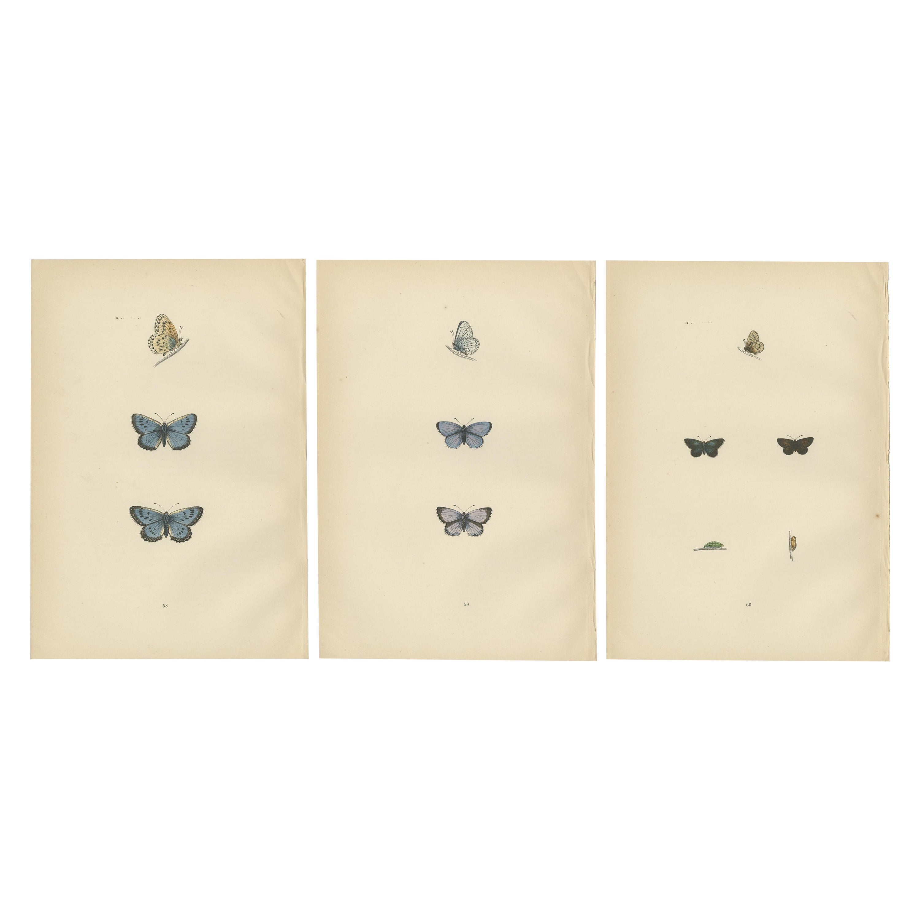 Winged Jewels of the Victorian Era: Hand-Colored Butterfly Masterpieces, 1890 For Sale