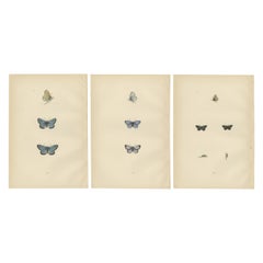 Winged Jewels of the Victorian Era: Hand-Colored Butterfly Masterpieces, 1890