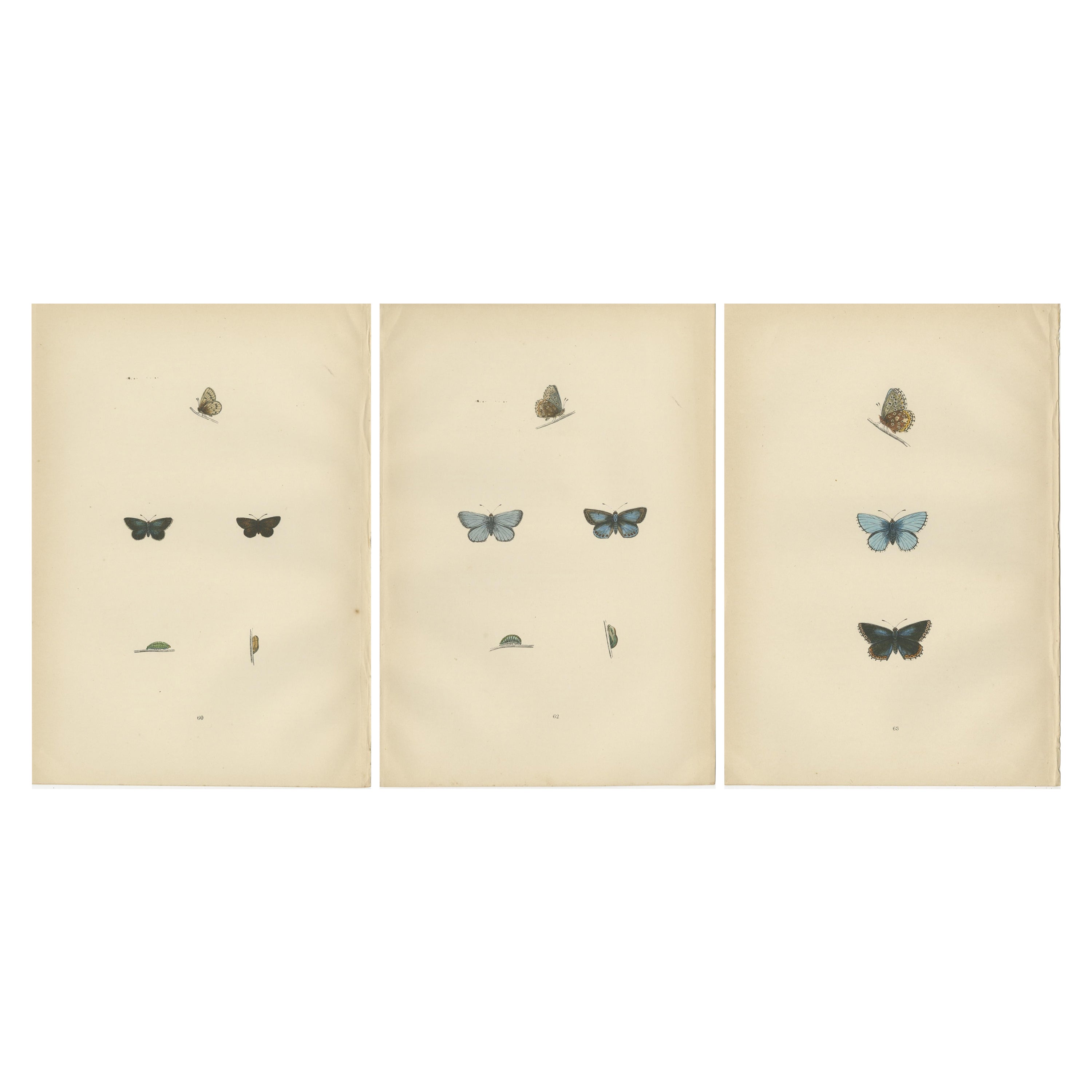 Lepidoptera britannique : trésors d'une histoire des papillons britanniques