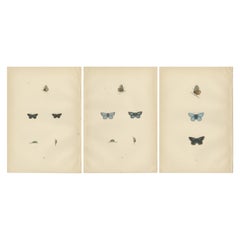 Antique British Handcolored Lepidoptera: Treasures from A History of British Butterflies