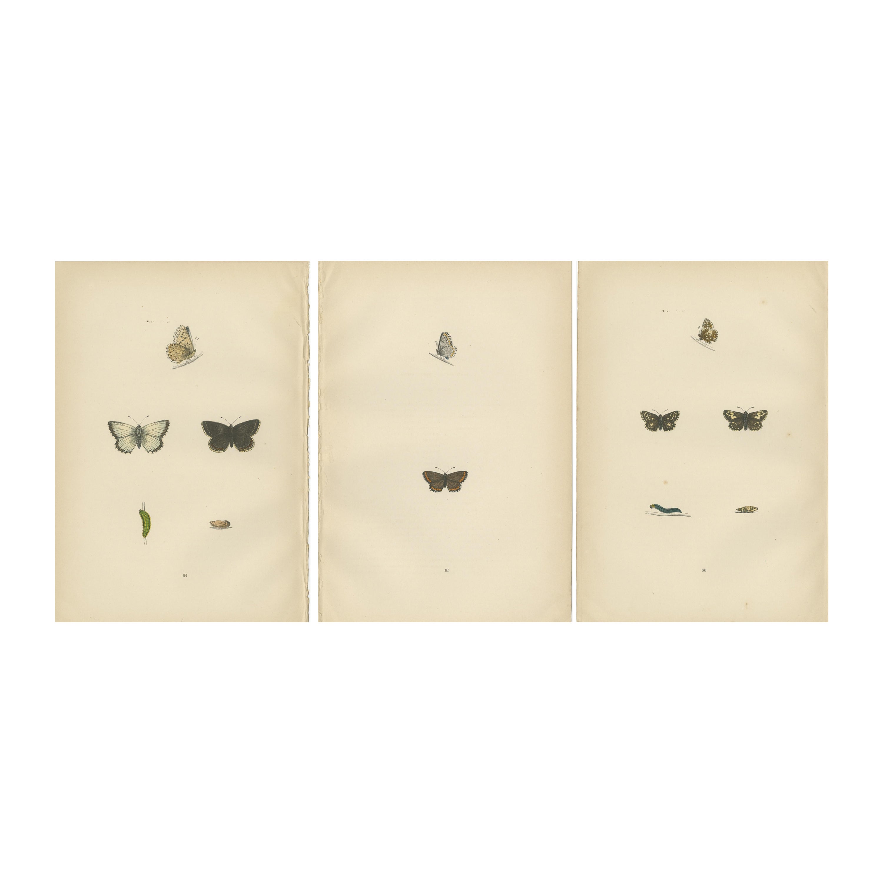 Fluttering Gems: Portraits of the Chalk Hill Blue, Brown Argus, Grizzled Skipper For Sale