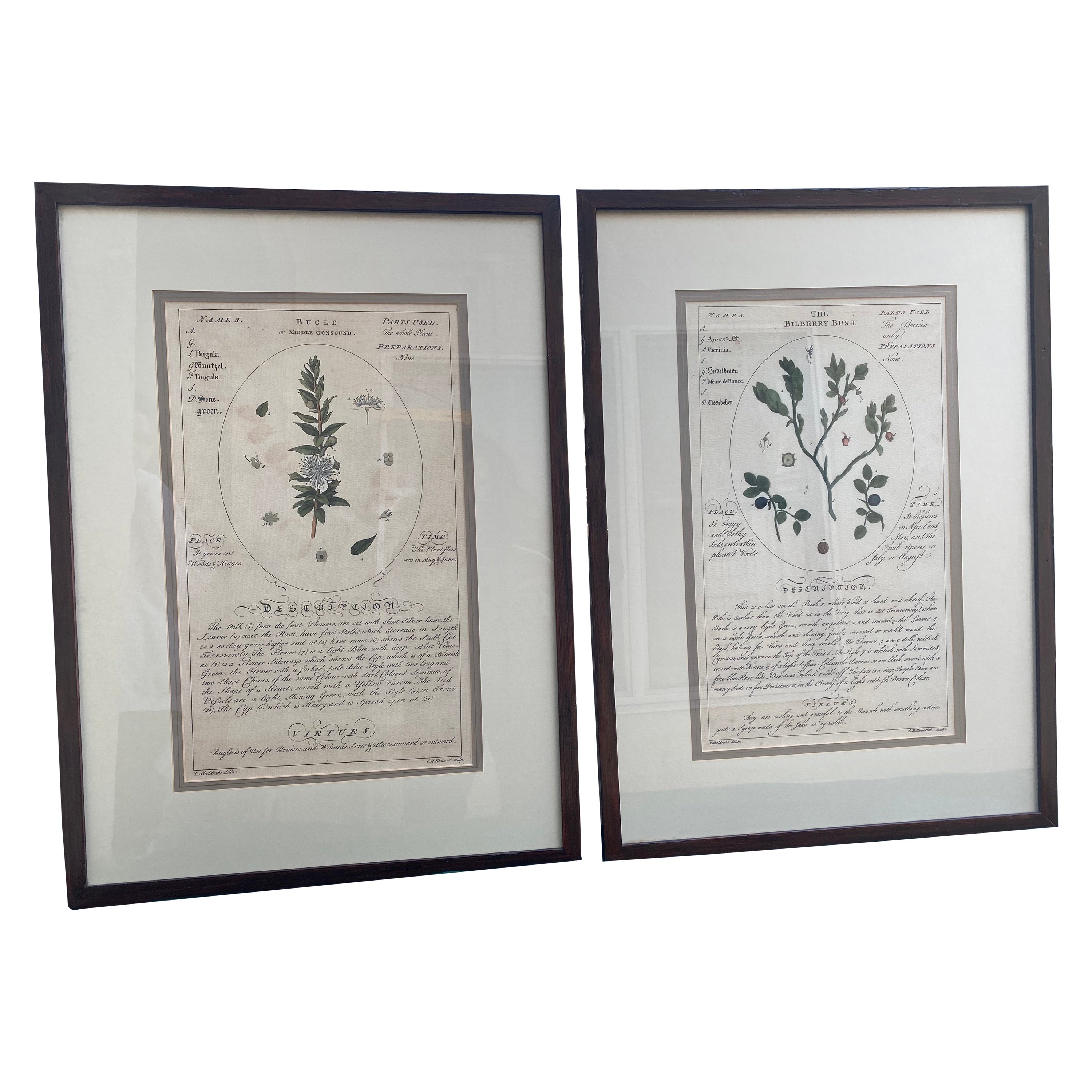 Pair of Large Botanicals with Aged Look For Sale