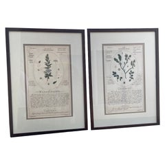 Vintage Pair of Large Botanicals with Aged Look
