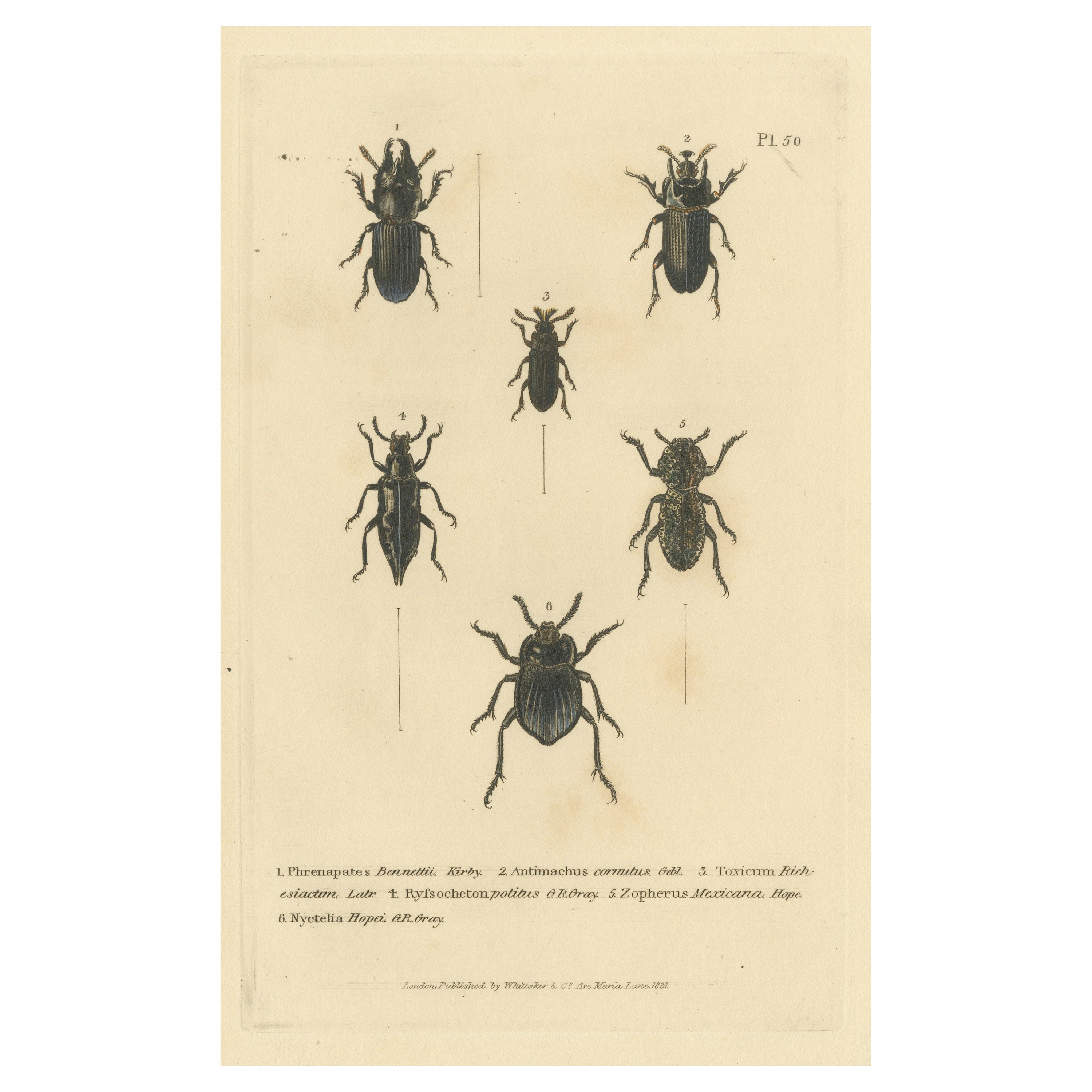Beetles of the Early 19th Century: A Cuvier Collection from 'The Animal Kingdom' For Sale