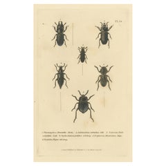 Antique Beetles of the Early 19th Century: A Cuvier Collection from 'The Animal Kingdom'