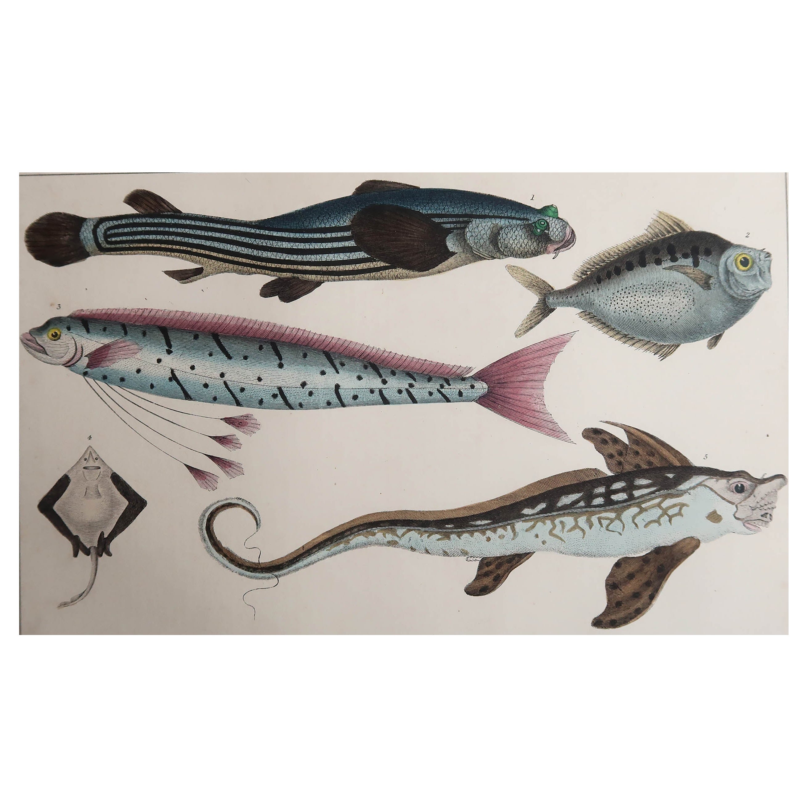 Impression ancienne originale de poissons, 1847, non encadrée en vente
