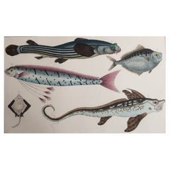 Original Antiker Originaldruck eines Fisches, 1847, ungerahmt