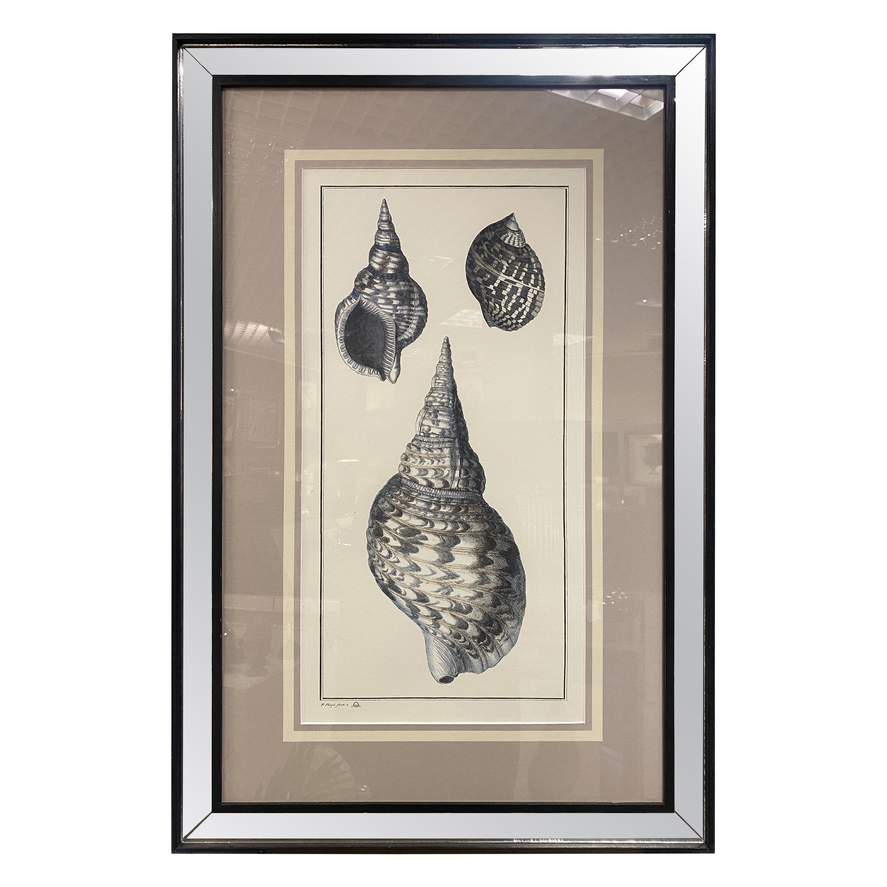 Italian Contemporary Botanical Black Print "Shell" Black Mirror Wood Frame For Sale