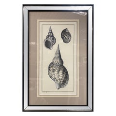 Italian Contemporary Botanical Black Print "Shell" Black Mirror Wood Frame