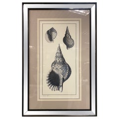 Vintage Italian Contemporary Botanical Black Print "Shell" Black Mirror Wood Frame