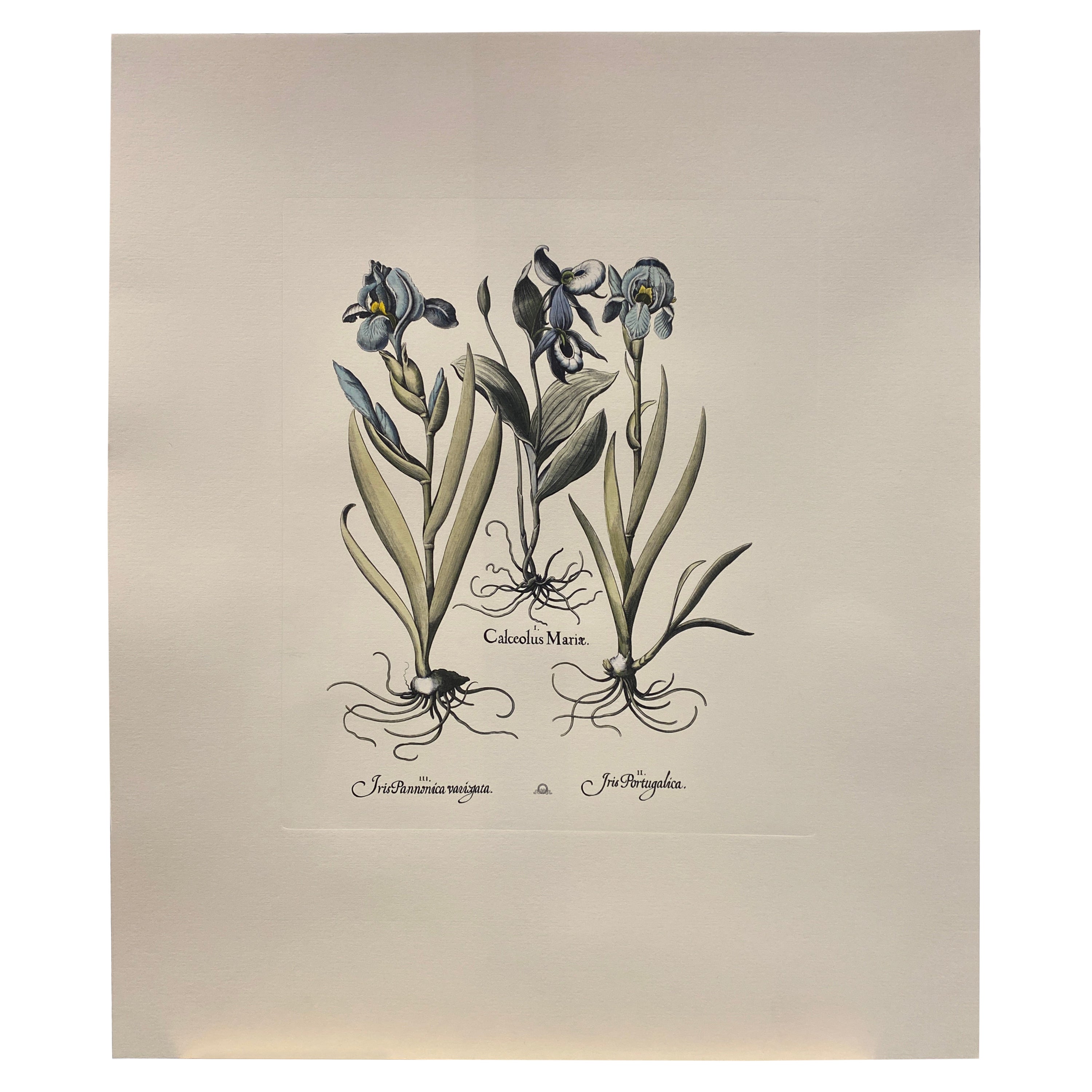 Gravure botanique contemporaine italienne peinte à la main "Iris" en bleu  1 de 6