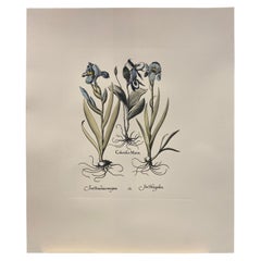 Vintage Italian Contemporary Hand Painted Botanical Blue Print "Iris"  1 of 6