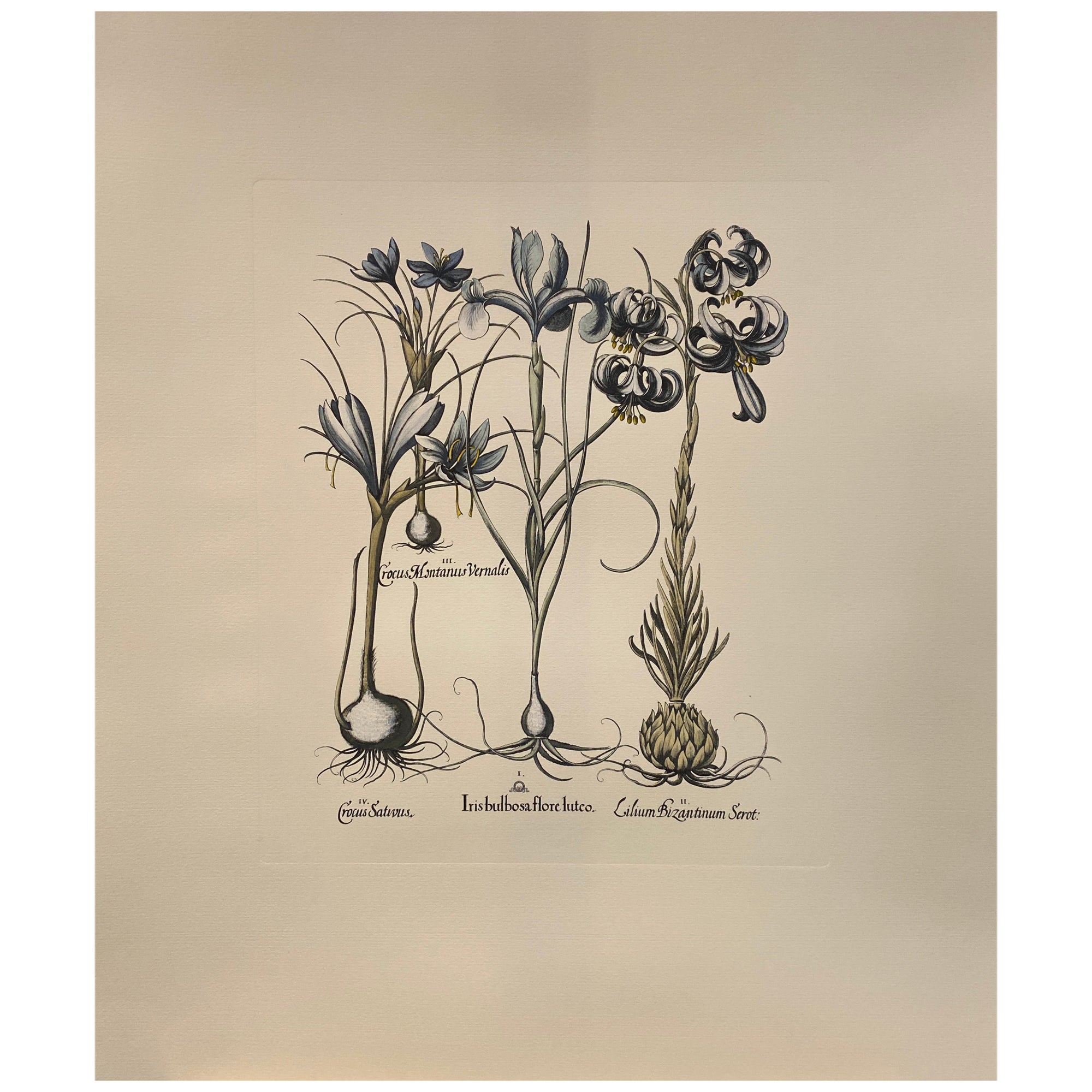 Gravure botanique contemporaine italienne peinte à la main en bleu "Tulipa - Lilium"  2 sur 6