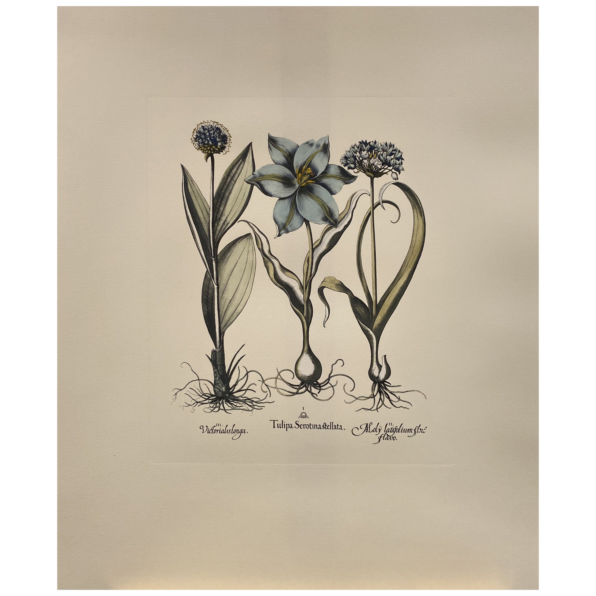 Italian Contemporary Hand Painted Botanical Blue Print "Tulipa - Allium" 3 of 6 For Sale