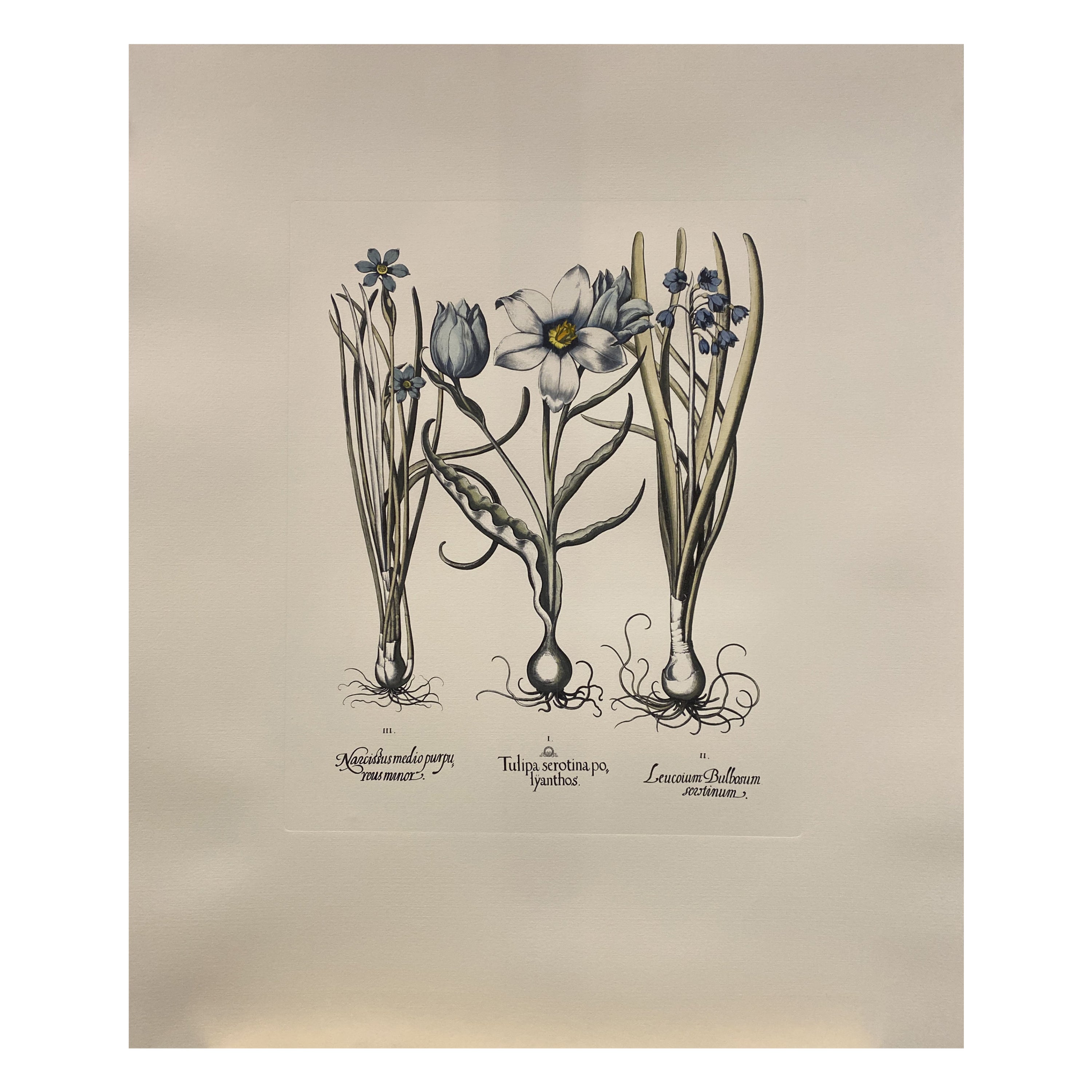 Italian Contemporary Hand Painted Botanical Blue Print "Tulipa Narcissus" 5 of 6 For Sale