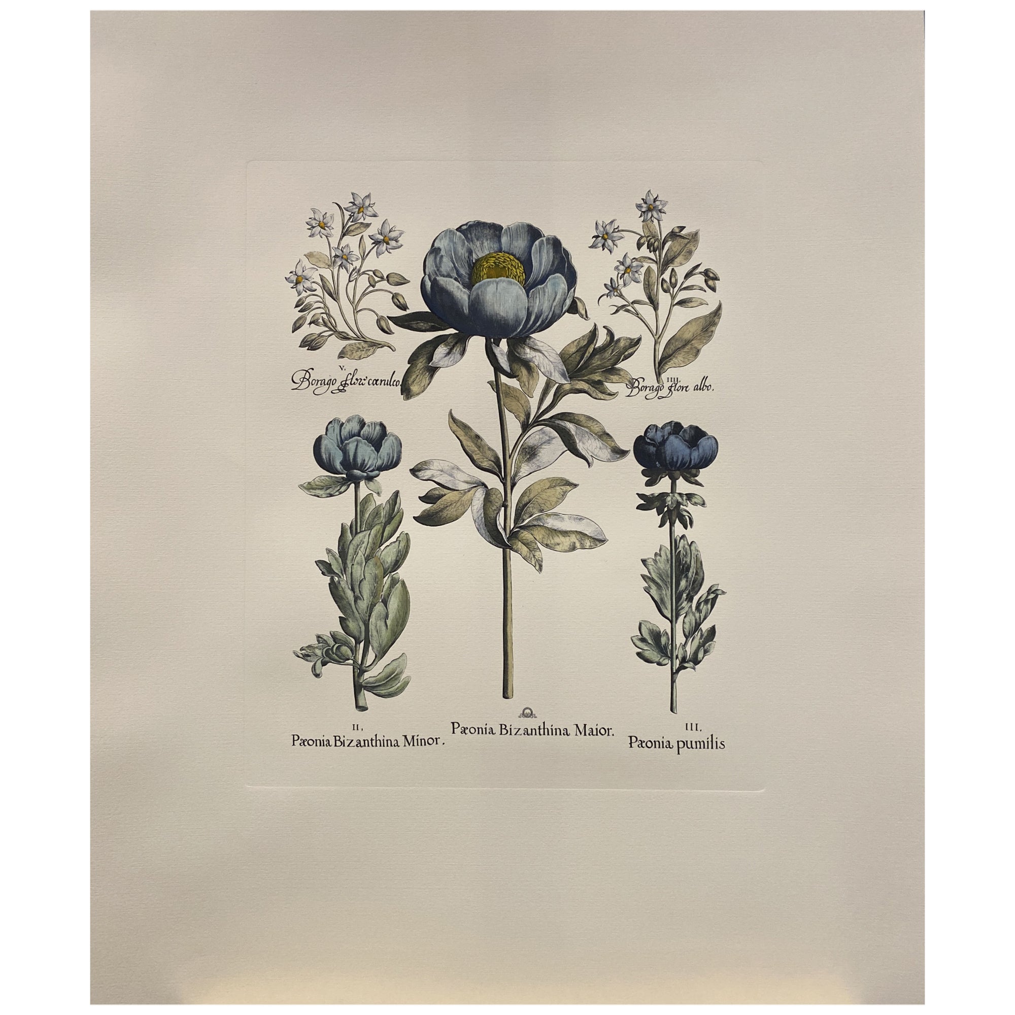 Italian Contemporary Hand Painted Botanical Blue Print "Paeonia" 6 of 6 For Sale