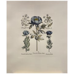 Vintage Italian Contemporary Hand Painted Botanical Blue Print "Paeonia" 6 of 6
