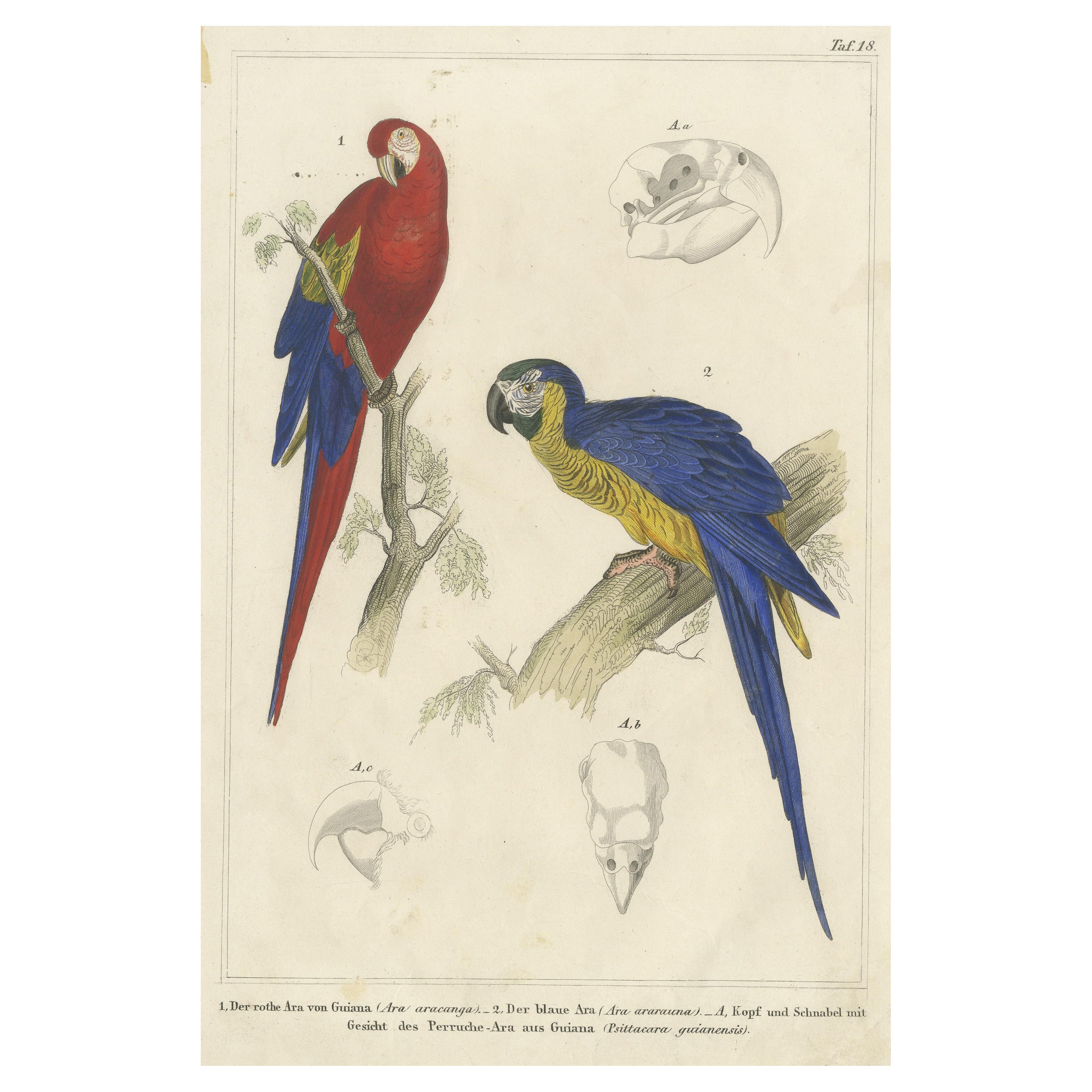 Antique Hand-Colored Bird Print of Macaws of Guiana - a Red and Blue Macaw, 1855 For Sale