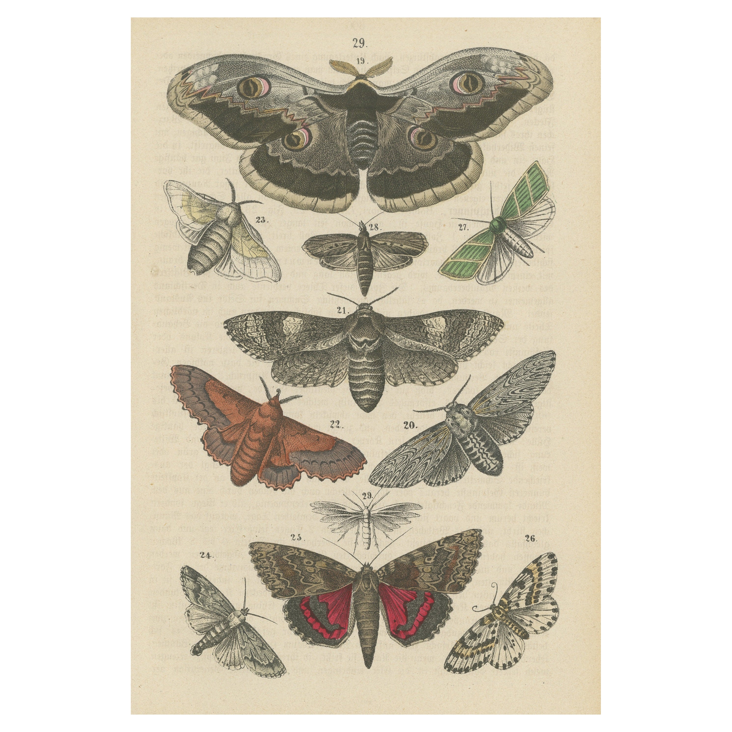 Eine Studie in Flügeln: Handkoloriertepidoptera aus der Mitte des 19. Jahrhunderts im Angebot