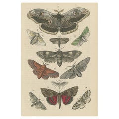 Une étude des ailes : Lépidoptera colorée à la main du milieu du 19e siècle