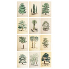 Set of 12 Original Antique Prints of Trees, circa 1850
