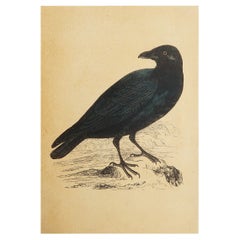  Original Antique Print of A Raven, circa 1850