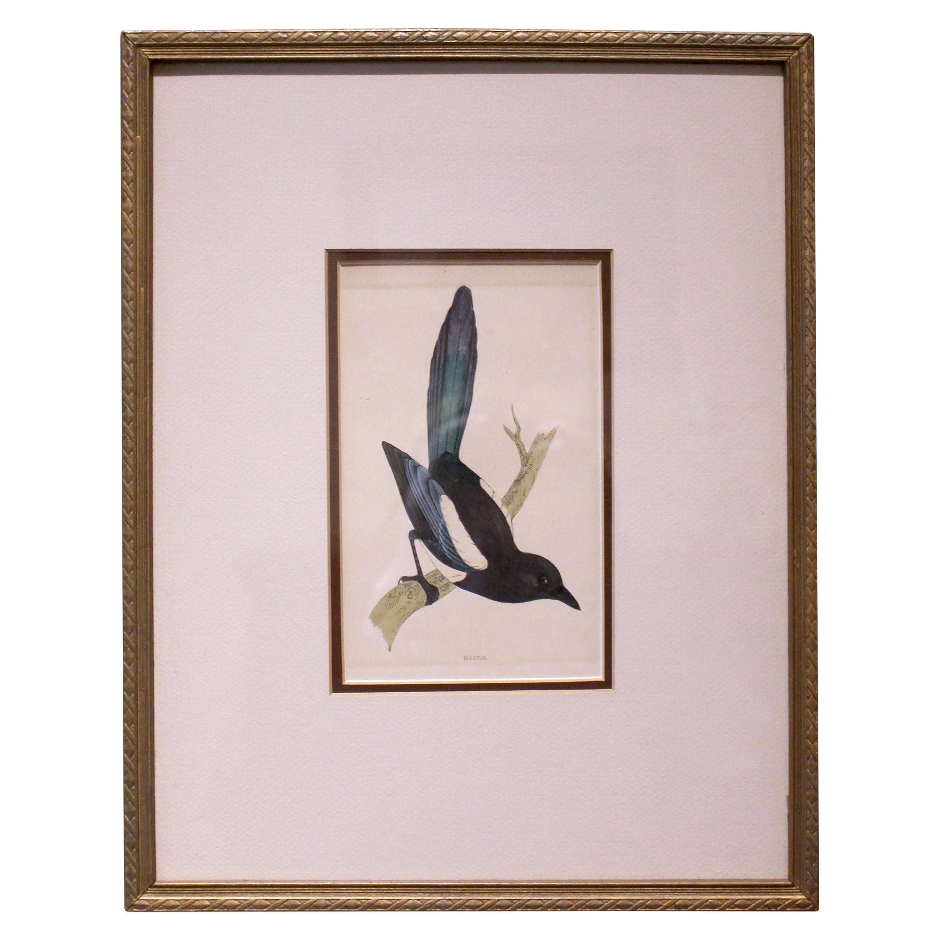 Handkolorierte Lithographie der „Magpie“ aus der Mitte des späten 19. Jahrhunderts