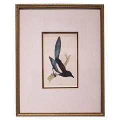 Vintage Mid-late 19th Century Hand-Colored Lithograph of the "Magpie"