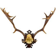 19th Century Habsburg Fallow Deer on Black Forest Plaque