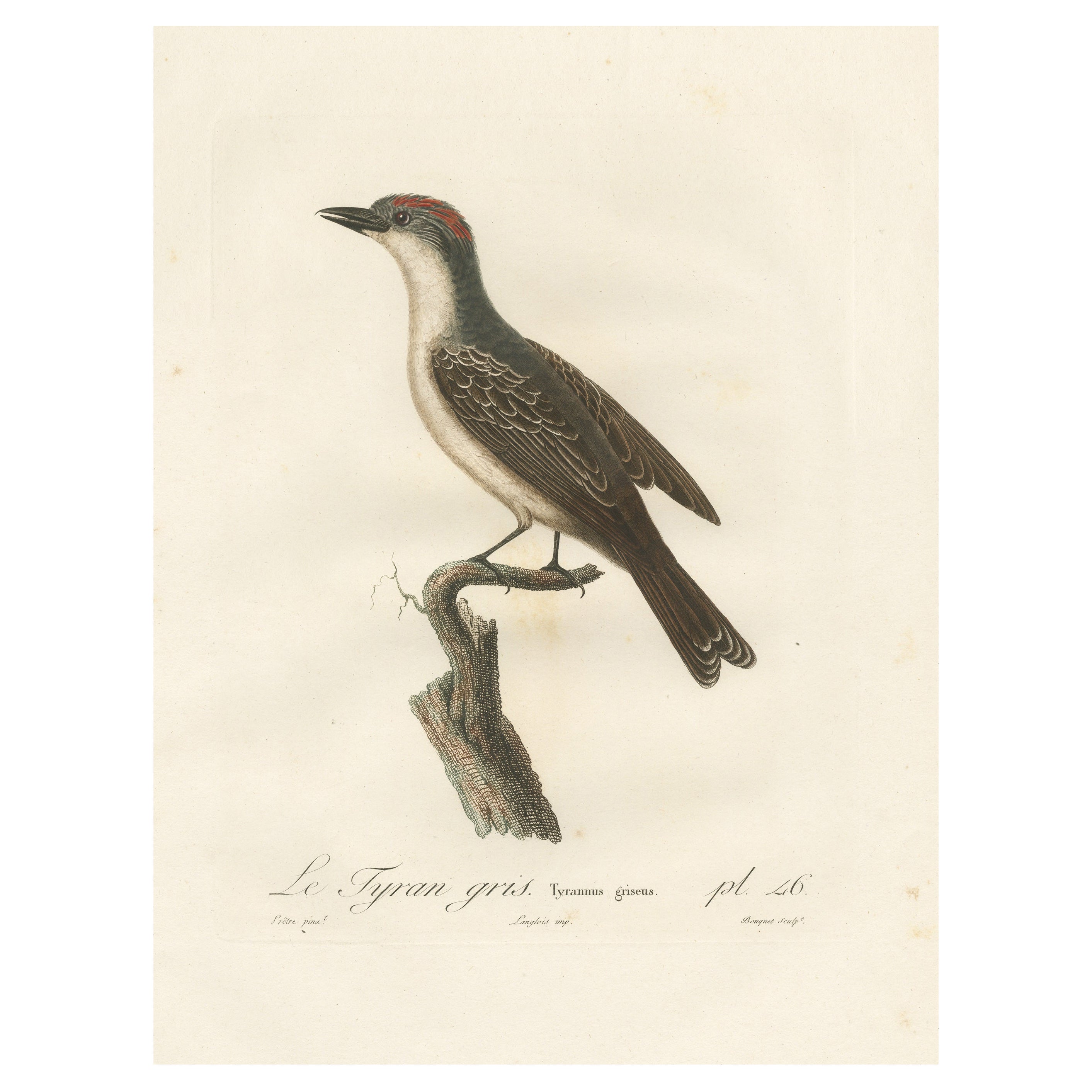 1807 Grauer Vogelvogeldruck - „Le Tyran Gris“ Antike ornithologische Illustration im Angebot