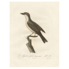 Impression oiseau roi gris - « Le Tyran Gris » - Illustration ornithologique ancienne de 1807