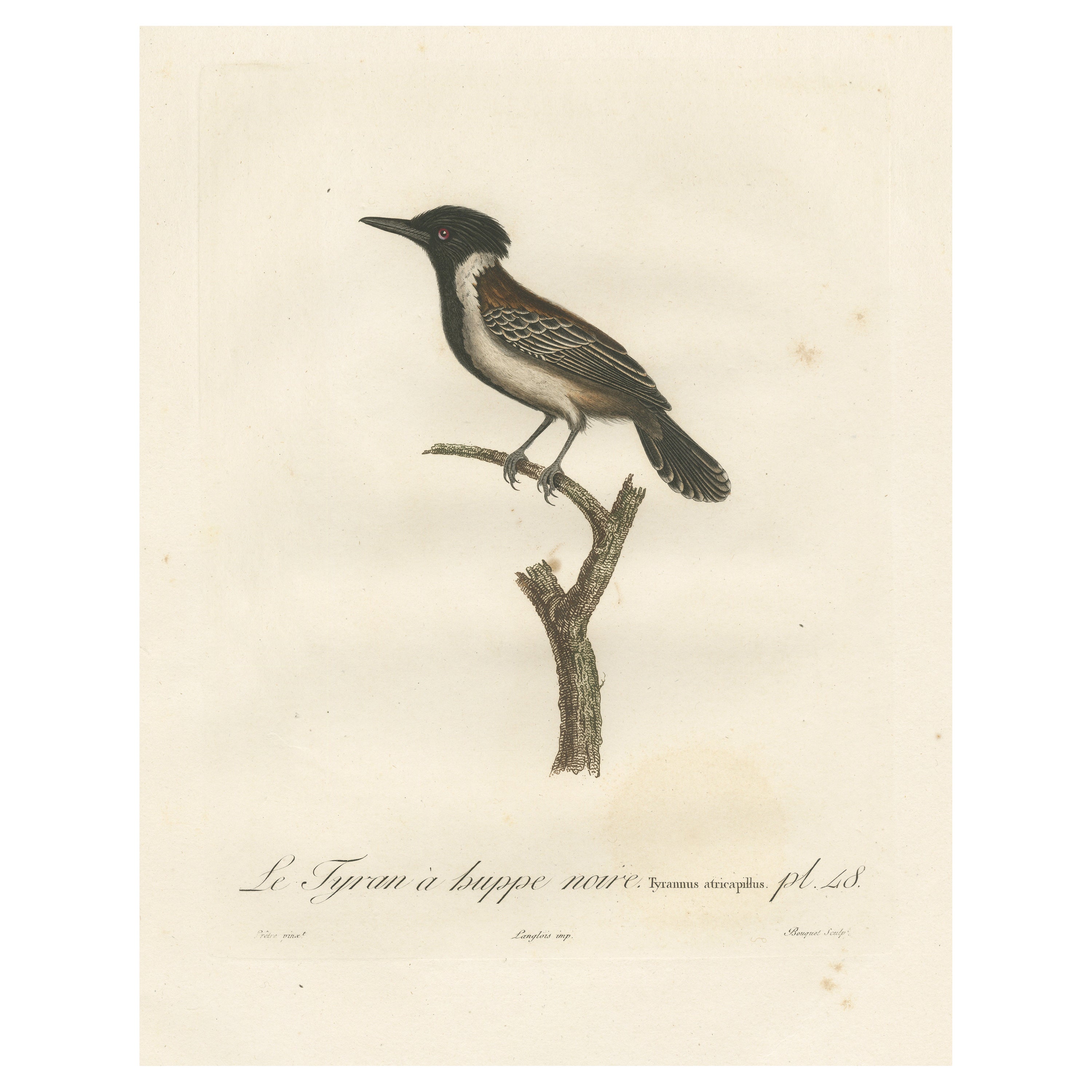 1807 Eastern Kingbird Illustration - 'Le Tyran à huppe noire' Handcolored Print For Sale