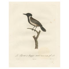 1807 Illustration de l'oiseau-roi de l'Est - 'Le Tyran à huppe noire' Gravure coloriée à la main