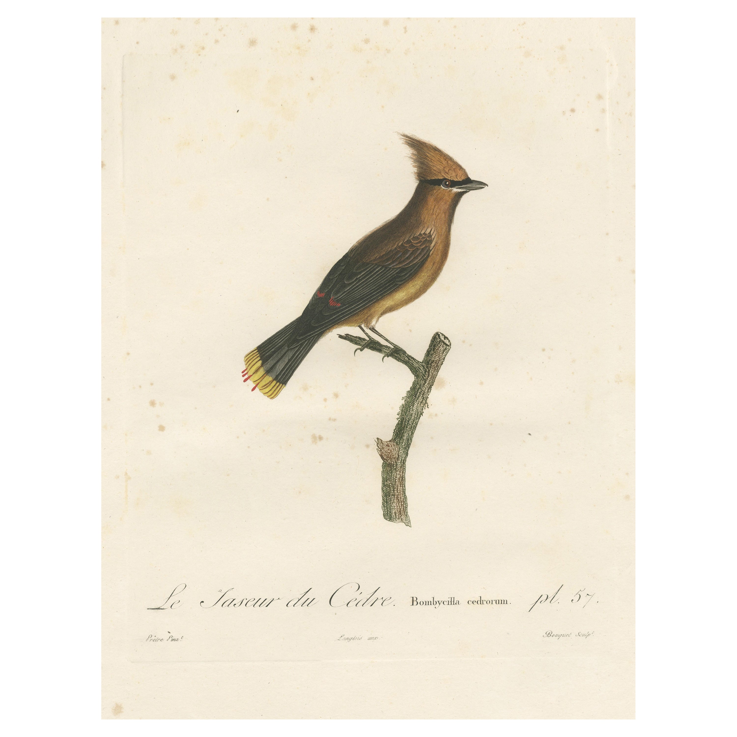 1807 Cedar Waxwing Print - Original Handcolored Bird Illustration by Vieillot