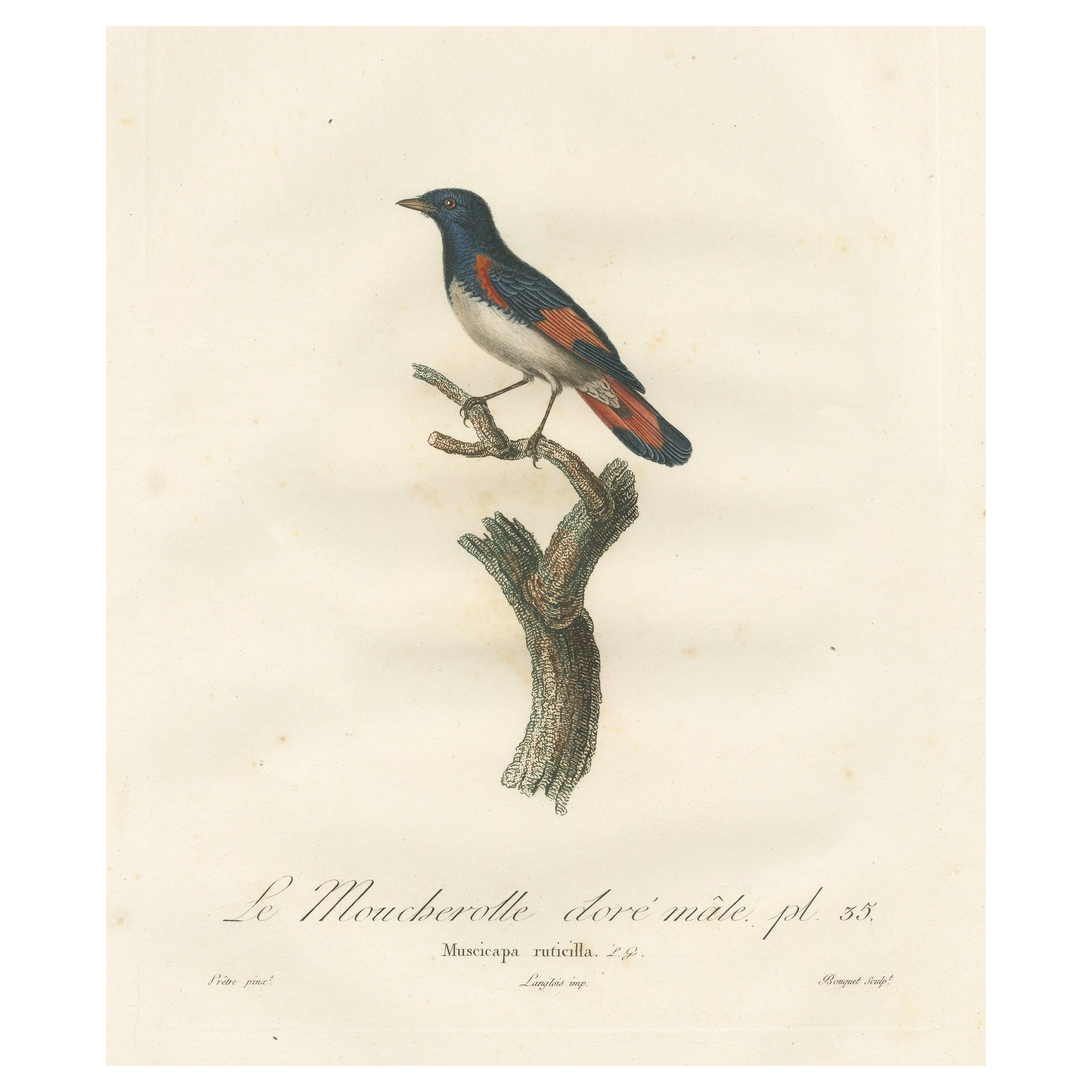 1807 Amerikanischer Gartenrotschwanz Illustration - 'Le Moucherolle doré mâle' Alter Vogeldruck