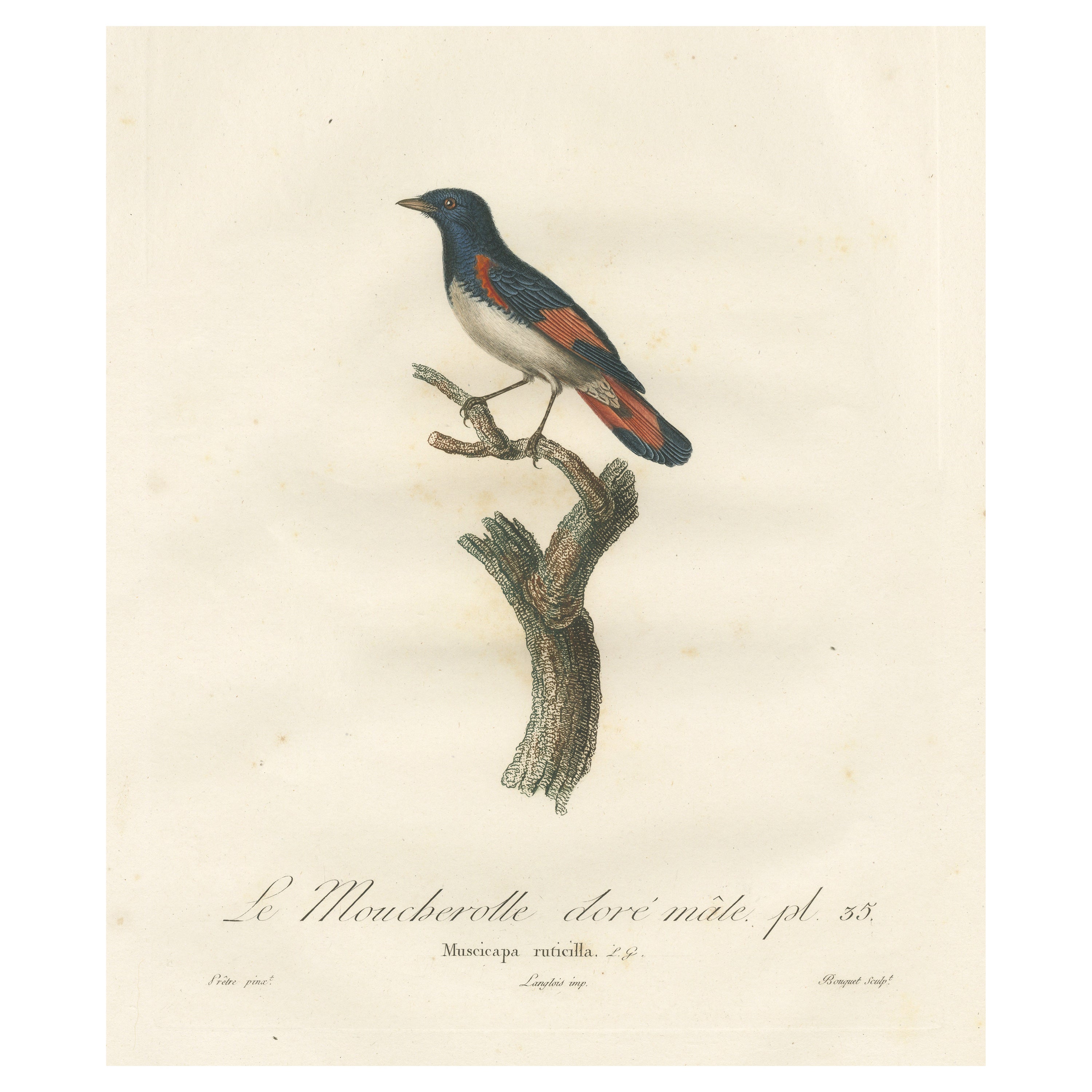 1807 Ilustración del colirrojo real americano - 'Le Moucherolle doré mâle' Estampa antigua de pájaros