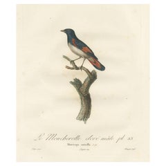 Illustration de 1807 sur le rougequeue à front blanc - 'Le Moucherolle doré mâle' Ancienne gravure d'oiseau