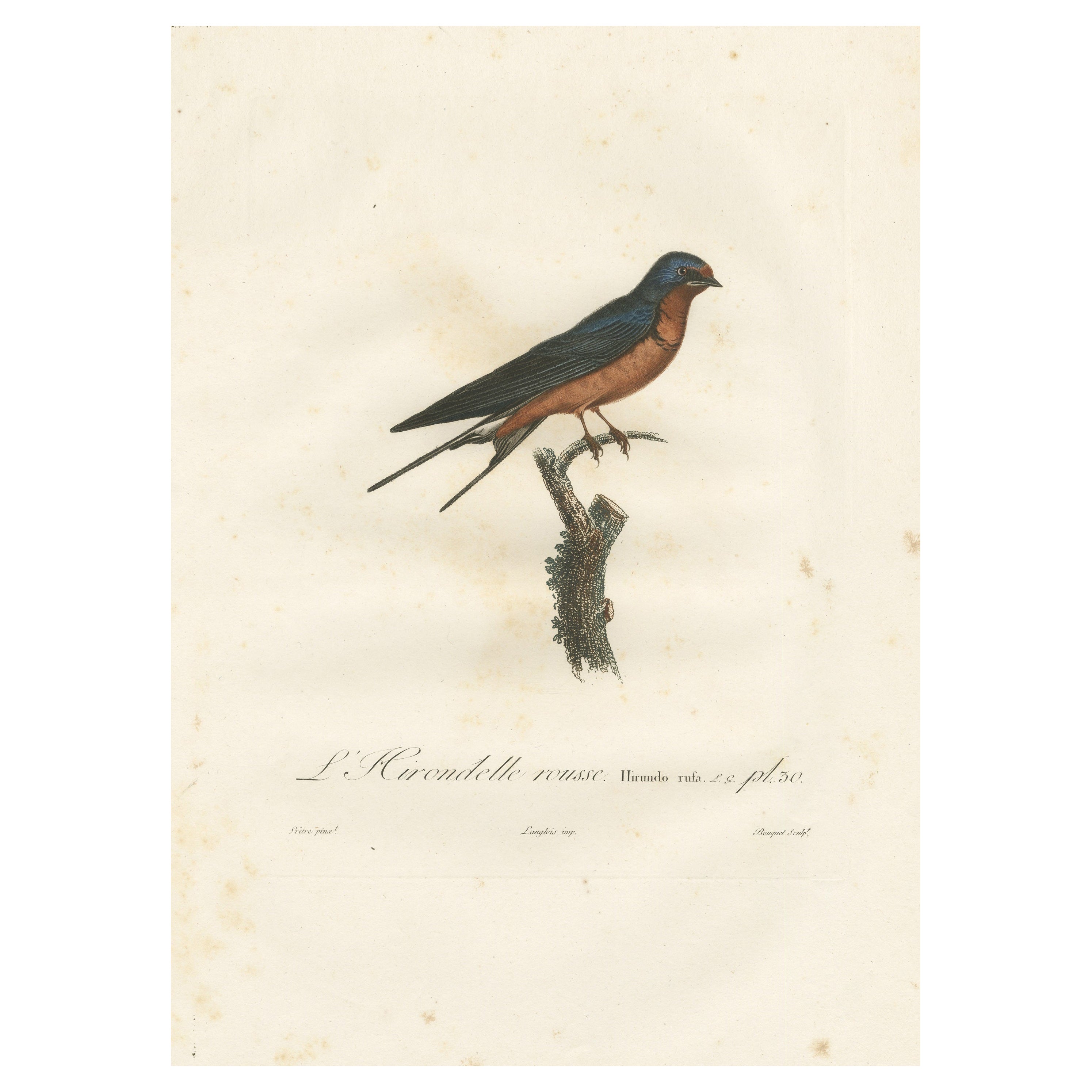1807 Red-Breasted Swallow Illustration - Original Handcolored Antique Bird Print For Sale