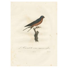 Illustration d'un coquillage rouge de 1807 - Impression originale d'oiseau ancien colorée à la main