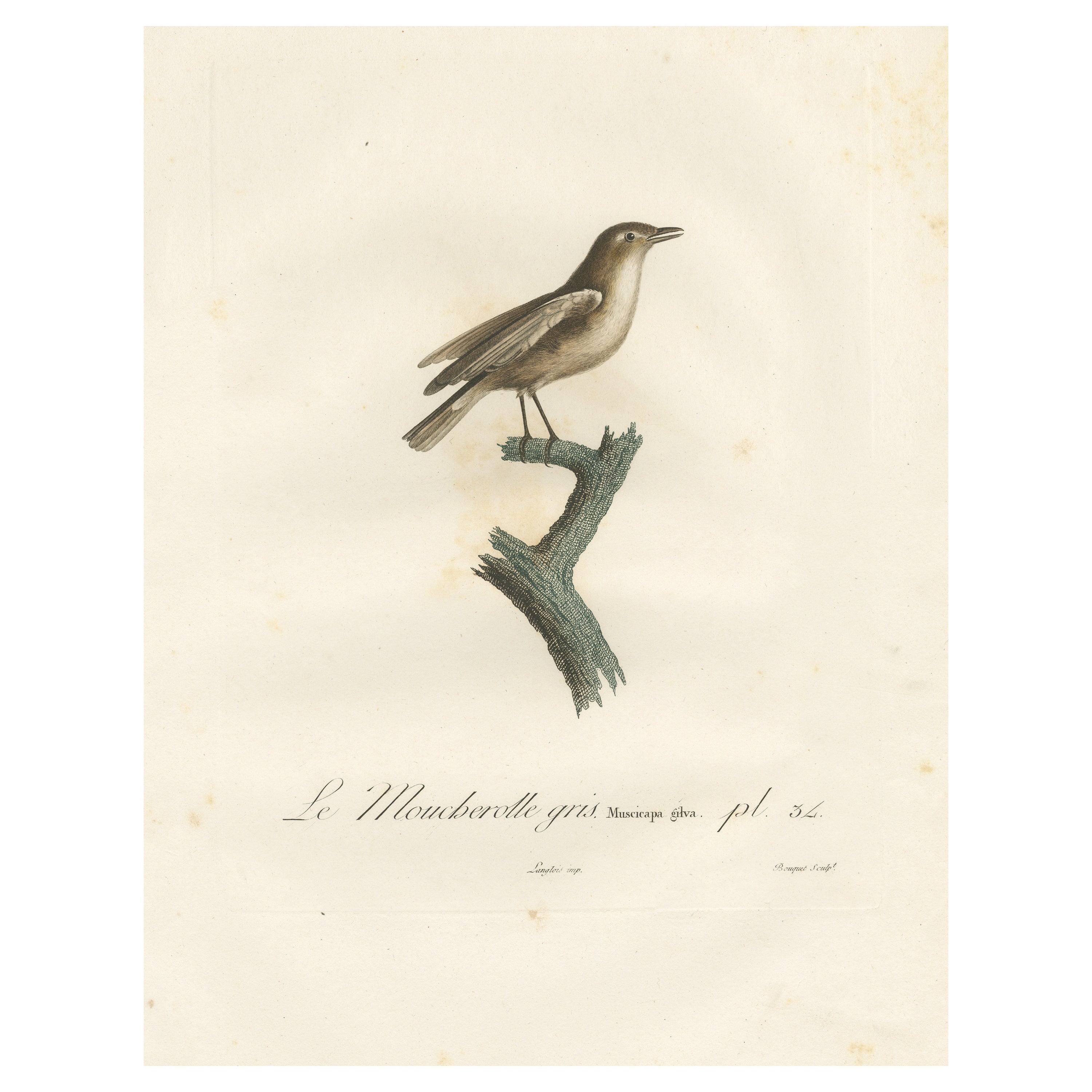 1807 Grauer Flycatcher-Druck - „Le Moucherolle gris“ Handkolorierte Vogelillustration im Angebot