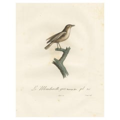 Antique 1807 Gray Flycatcher Print - 'Le Moucherolle gris' Handcolored Bird Illustration
