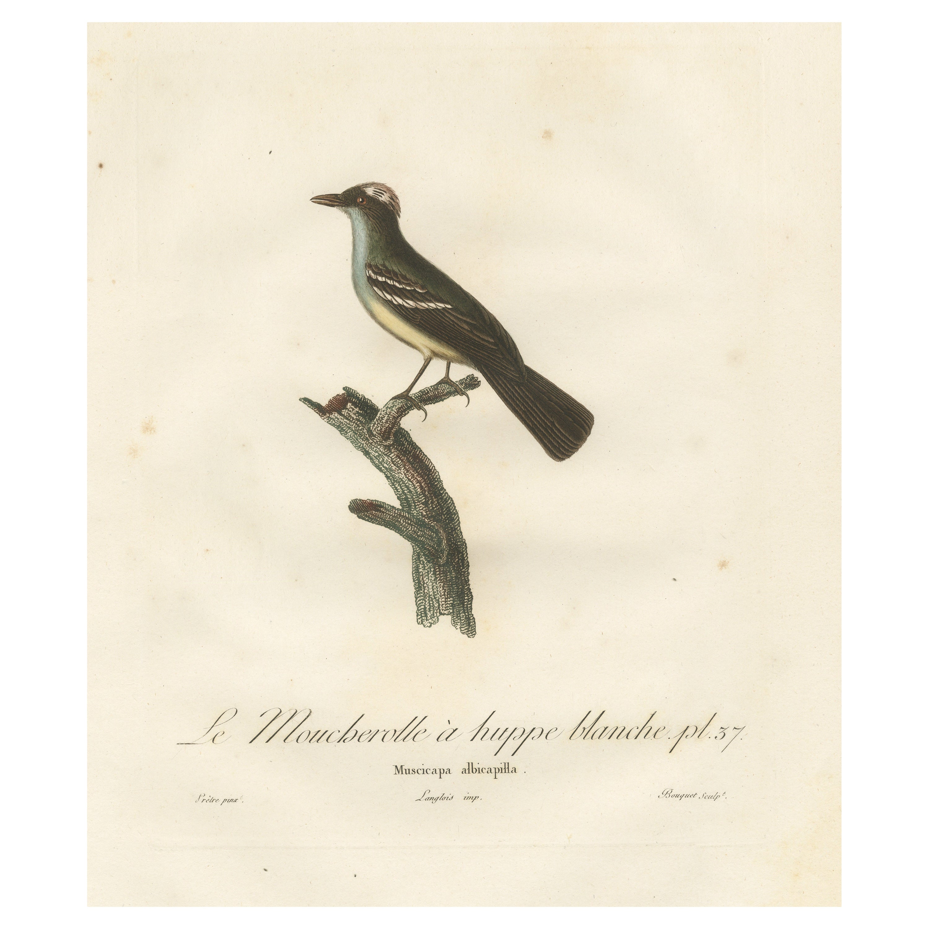 White-Crested Flycatcher - 'Le Moucherolle à huppe blanche' Ornithological Art For Sale